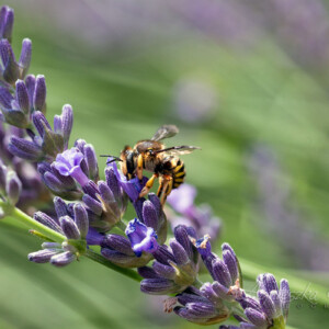 Makrofotografia - owady