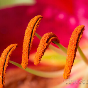 Makrofotografia - kwiaty