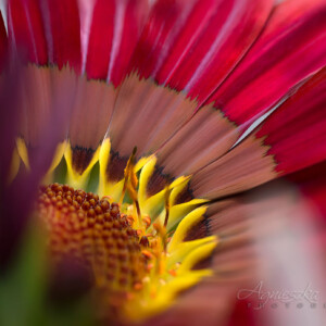 Makrofotografia - kwiaty