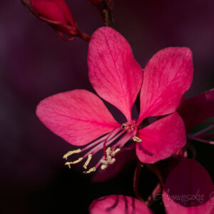 Makrofotografia