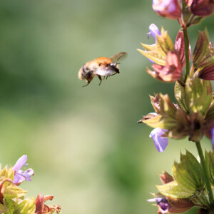 Makrofotografia - Owady