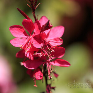 Makrofotografia