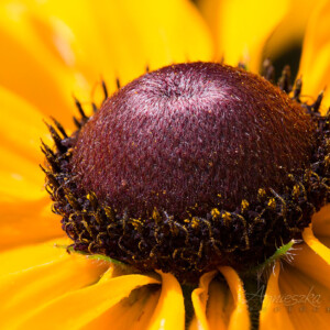 Makrofotografia - Rudbekia