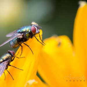 Makrofotografia - owady