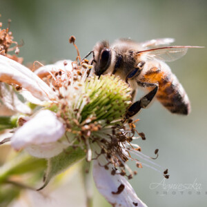 Makrofotografia - owady