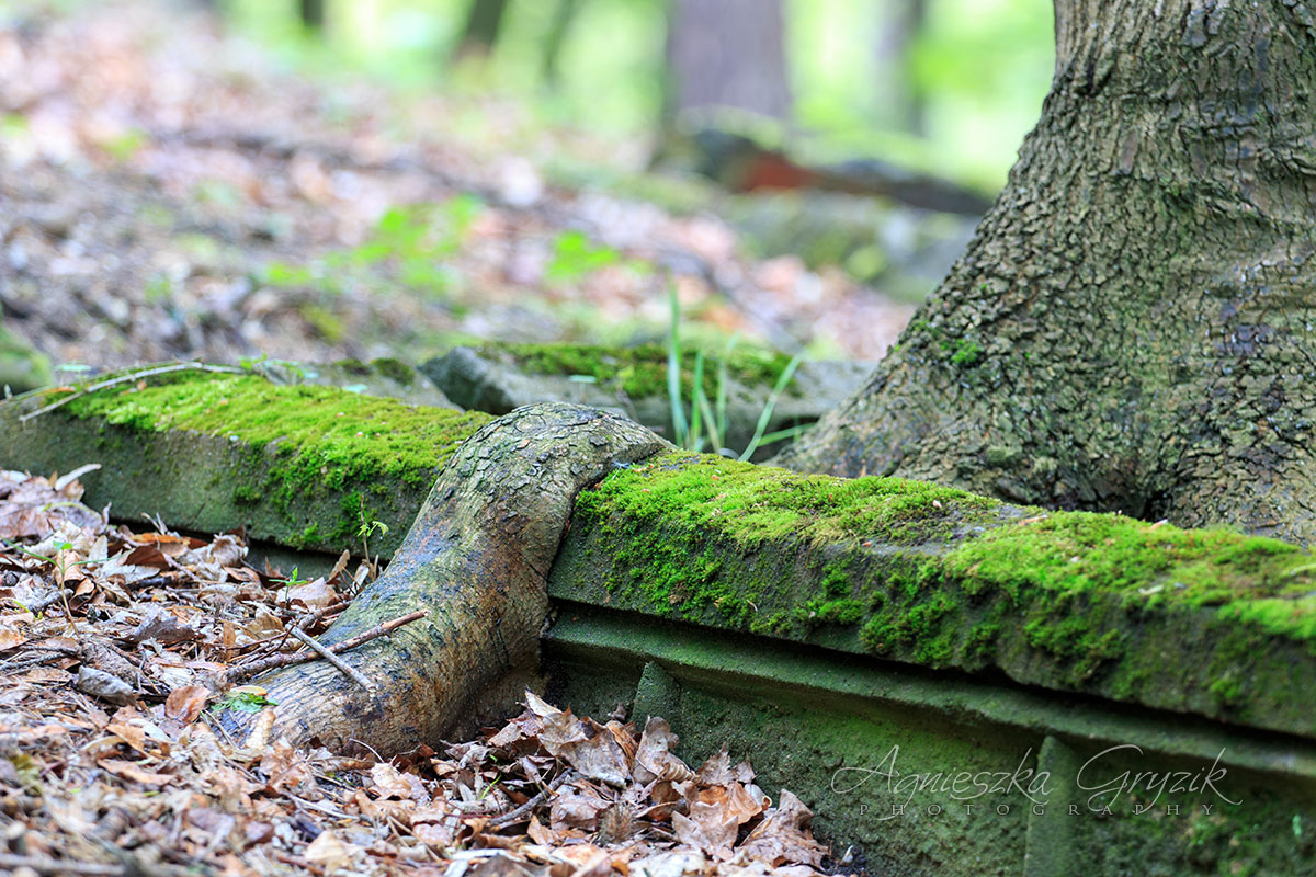 Cmentarz żydowski - Wejherowo/Bolszewo