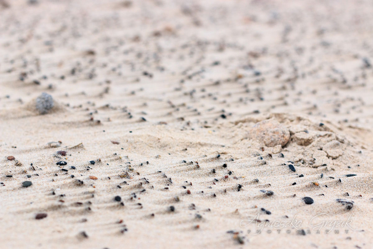 Czołpino - zatopiony las