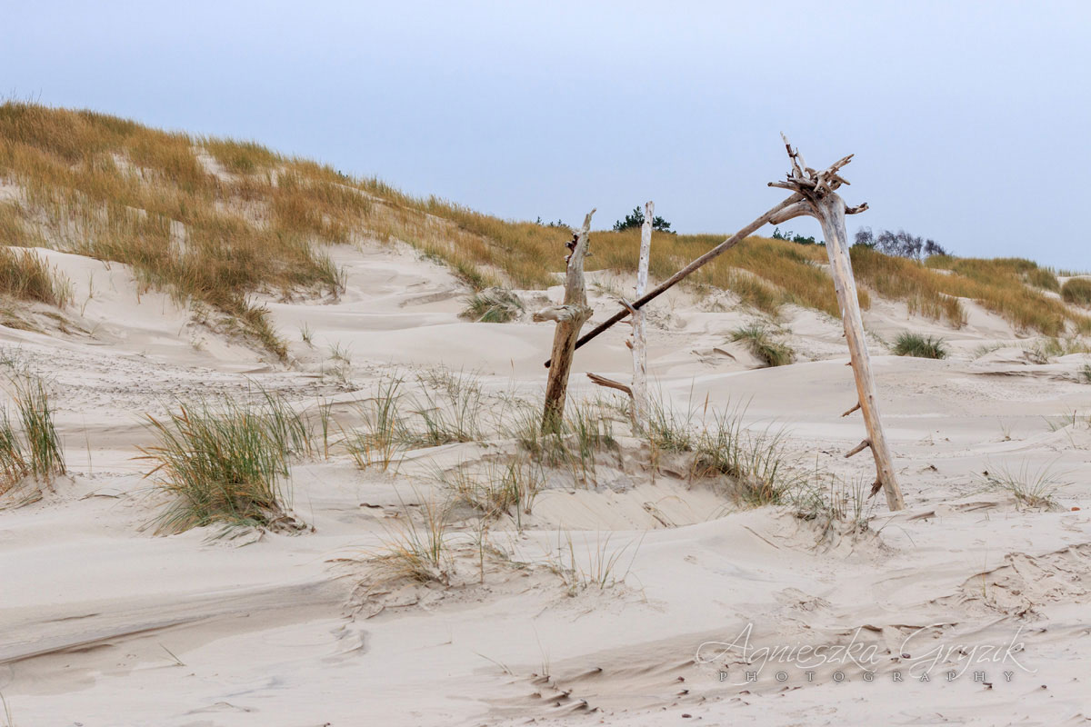 Czołpino - zatopiony las