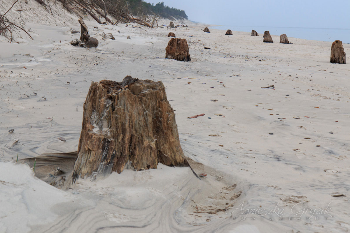 Czołpino - zatopiony las