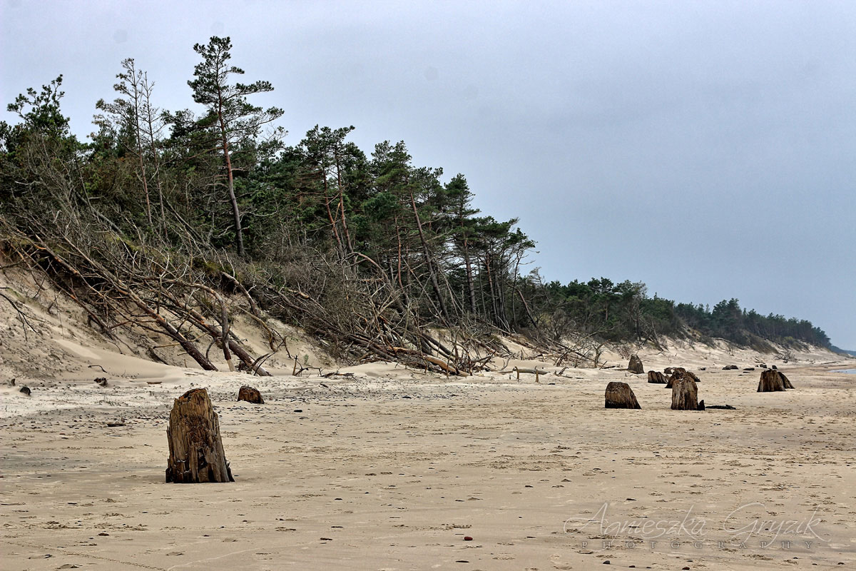 Czołpino - zatopiony las