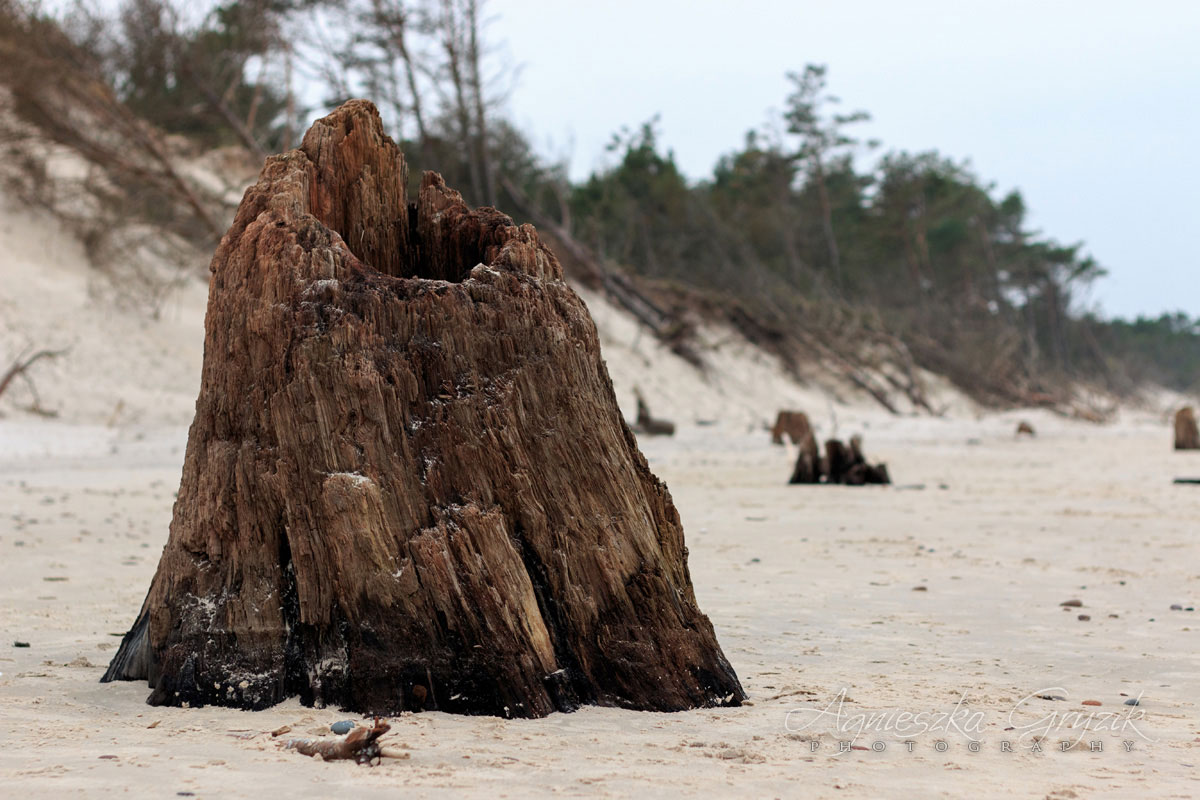 Czołpino - zatopiony las
