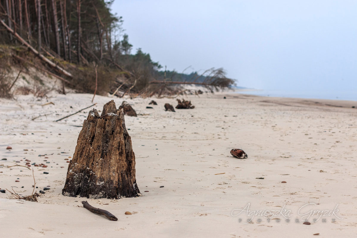 Czołpino - zatopiony las