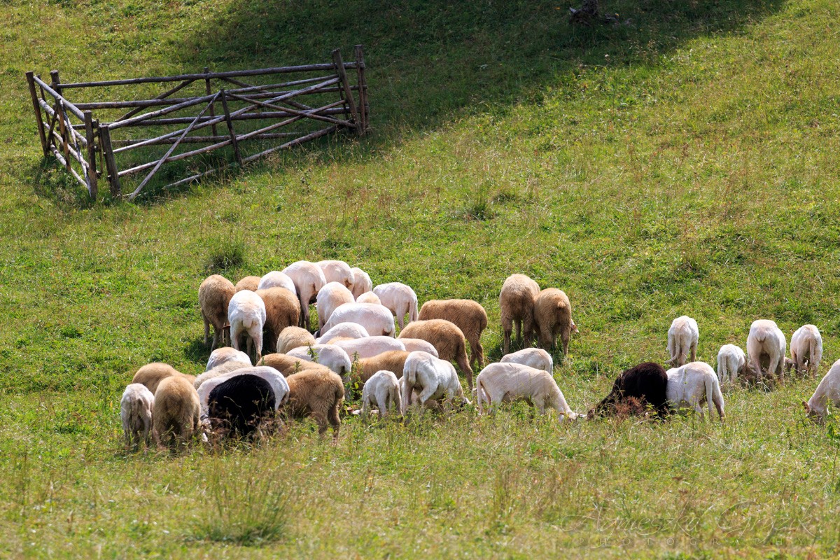 Kościelisko, Dolina Chochołowska